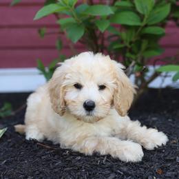 Polaris - Cream male Australian Labradoodle puppy in Williamstown, New York from Lewis Manor Labradoodles