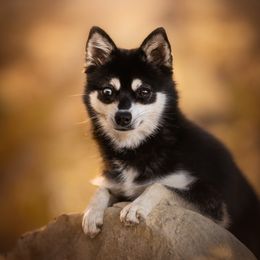 Everdeen - Alaskan Klee Kai