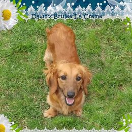 Lee Lee - Dachshund