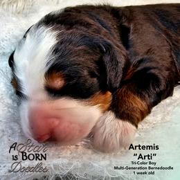 Artemis 'Arti' - Green Collar - Tri-color male Bernedoodle puppy in Jackson, Michigan from A Star is Born Doodles