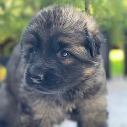 Opal - Sable female German Shepherd puppy in Oakland, Oregon from VHM German Shepherds