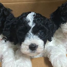 Goldendoodles from Florida's Itzadoodle Goldendoodles