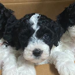 Goldendoodles from Florida's Itzadoodle Goldendoodles
