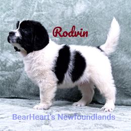 Rodvin - White and black male Newfoundland puppy in Cortez, Colorado from Bear Heart Newfoundlands, LLC