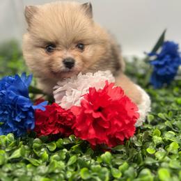 Precious - Chocolate merle female Pomeranian puppy in Brentwood, California from Royalpawpoms