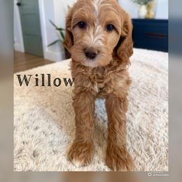 Willow - Red  female Goldendoodle puppy in Glendale, Arizona from Follow Your Bliss Doodles