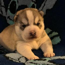 Nick - Gray and white male Siberian Husky puppy in Amery, Wisconsin from Sovereign Siberians