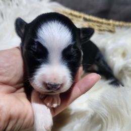 Agatha - Black tri female Miniature Australian Shepherd puppy in Macomb, Missouri from Faunus Farms and Aussies