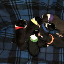 Border Collie Puppies from Poteet Pups