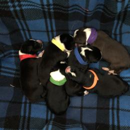 Border Collie Puppies from Poteet Pups