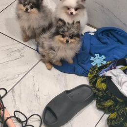 Pomeranian All Grown Up from My heavenly poms