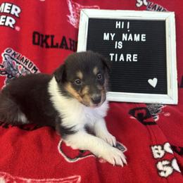 Tiare - Black white and tan female Collie puppy in Beaver, Oklahoma from Lawson’s Lassies