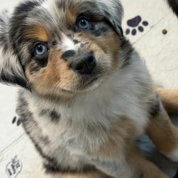 Stitch - Blue merle male Miniature Australian Shepherd puppy in Bohemia, New York from Wiggle Bum Ranch