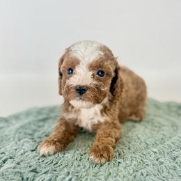 Gus - Red male Cavapoo puppy in Goldsboro, North Carolina from The Grantham House