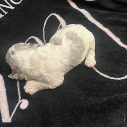 Axe - male Cockapoo puppy in Wellington, Kansas from Brian’s Puppies