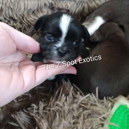 Púca - Black and tan female Chihuahua puppy in Dandridge, Tennessee from The Z Spot Exotics