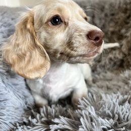 Lumi - Cream Dachshund puppy in Highland, California from BAES Teufelshunde