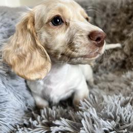 Lumi - Cream Dachshund puppy in Highland, California from BAES Teufelshunde