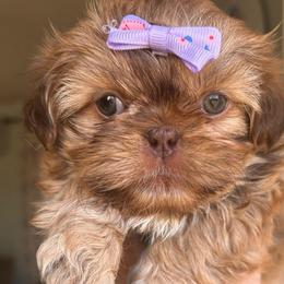 Amy’s Girl pup 2 - Liver female Shih Tzu puppy in Marion County, Tennessee from Jenkins Puppy Paradise