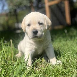 Jasper - Yellow male Labrador Retriever puppy in Sweet Home, Oregon from Snowpeak English Labradors