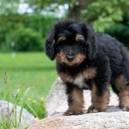 Cinnamon - Sweet Phantom Female Bernedoodle Gentle, Family-Raised - Phantom female Bernedoodle puppy in Eureka, Illinois from Joley Aire Family Dogs