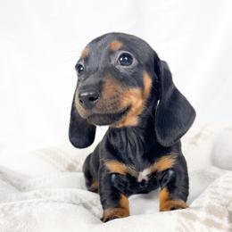 Mango - Black and tan female Dachshund puppy in Sacramento, California from MiniDoxPups