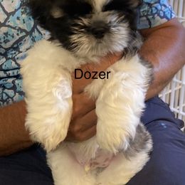 Shih Tzu Puppies from Strano’s Shih Tzu