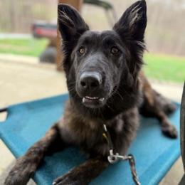 Sirius Black - Black brindle female Dutch Shepherd puppy in Signal Mountain, Tennessee from Torgun Police Dogs