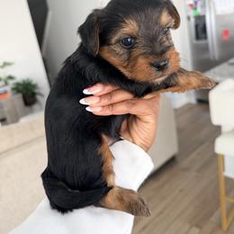 CKC Duke - Black and gold male Yorkshire Terrier puppy in North Carolina from Many Minnie Yorkies
