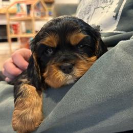 Boy 1 - Black and tan male Cavalier King Charles Spaniel puppy in Solon, Iowa from Hickory House Cavaliers