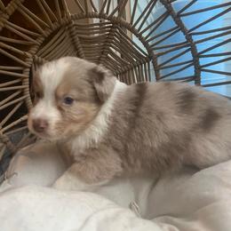 Tiramisu - Red merle male Australian Shepherd puppy in Grants Pass, Oregon from Carmel Mountain Aussies