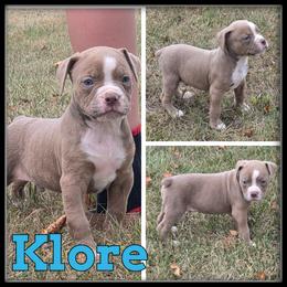 Klore - Fawn and white male Olde English Bulldogge puppy in Merrill, Michigan from Haase Family Kennels