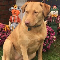 Chesapeake Bay Retrievers from Bay Haven Chesapeakes