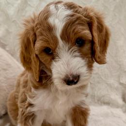 Honey - Parti female Goldendoodle puppy in Cleburne, Texas from Doodles of the Brazos