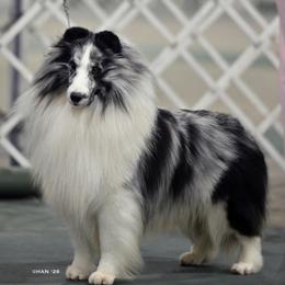 Dewey - Shetland Sheepdog