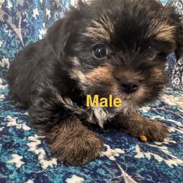 Grego-Brown - Black and tan male Yorkshire Terrier puppy in Lampasas, Texas from Lone Star Yorkies Texas