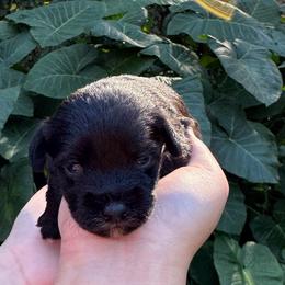 Merci Mini ESA therapy lines possible blue eyes - Black and white female Schnoodle puppy in Temple, Texas from Schnauzers Of Taylor