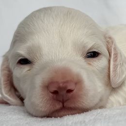 Gill - Red male Dachshund puppy in Winamac, Indiana from WZ Kennels