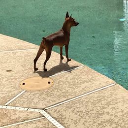 Mia - Miniature Pinscher