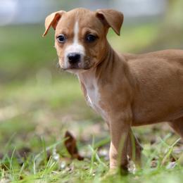 The Independent Companion - Red female American Staffordshire Terrier puppy in St. Augustine, Florida from LBK & Ancient City