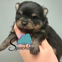 Dodger - Black and tan male Pomeranian puppy in Perry County, Ohio from Speechless Pom’s