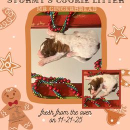 Gingerbread - Parti male Poodle puppy in Ocean Springs, Mississippi from Forever Summer Standard Poodles