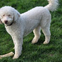 Billie - Portuguese Water Dog