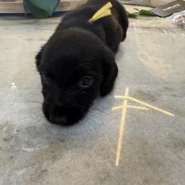 Yellow Collar boy - Black male Dachshund puppy in Apopka, Florida from The HotDog Stand