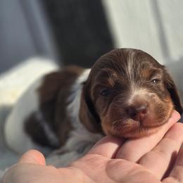 Alvin - Chocolate and tan male Dachshund puppy in Mcminnville, Tennessee from Red Barn Farms Minis