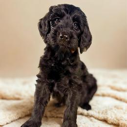 Orange girl - Black female Goldendoodle puppy in Valdese, North Carolina from Doodling All Day Goldendoodles