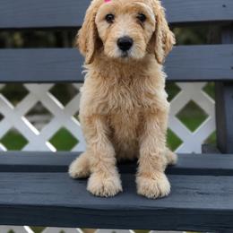 Brown - Cream female Goldendoodle puppy in Ranger, Georgia from Muscadine Meadows Poodles and Doodles
