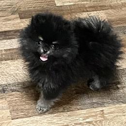 Pomeranian Puppies from Royal Palace Pomeranians