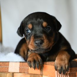 White - Black and rust female Doberman Pinscher puppy in Overton, Texas from Obsidian Kennel