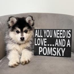 Joe - Black and white male Pomsky puppy in Henderson, Kentucky from Paris Pomskies